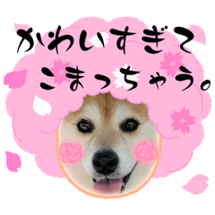 [LINEスタンプ] 柴犬サクラ其のに