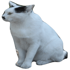 [LINEスタンプ] 野良猫白猫の画像（メイン）