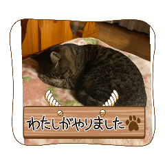 [LINEスタンプ] ねこのきゃべつ君