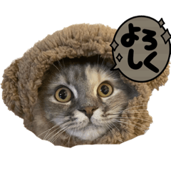 [LINEスタンプ] きょとんちゃんなマンチカンのご挨拶♡