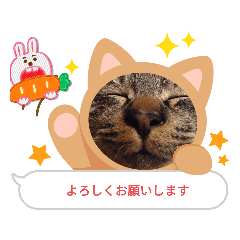[LINEスタンプ] ねこ きゃべつ君