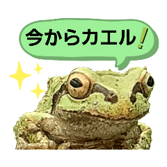 [LINEスタンプ] 野生のカエル6(日常便利)