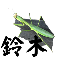 [LINEスタンプ] 鈴木のカマキリ