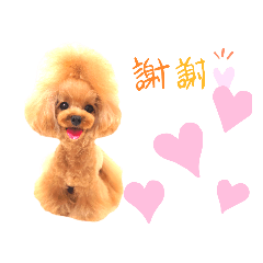 [LINEスタンプ] プードルファミリの日常