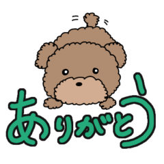 [LINEスタンプ] トイプードルのごきげんな毎日