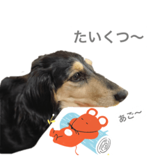 [LINEスタンプ] ダックスのニコちゃん（日常）