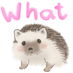 [LINEスタンプ] 私のハリネズミはかわいい