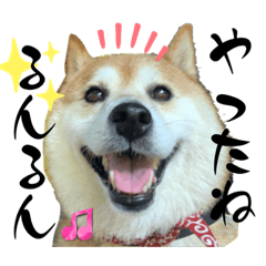 [LINEスタンプ] 柴犬サクラ其の参