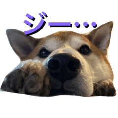 [LINEスタンプ] 愛犬ムク2