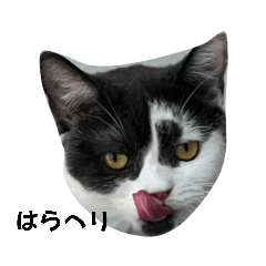 [LINEスタンプ] きなここあ 様