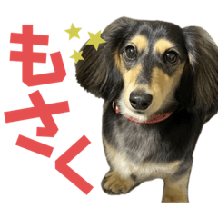 [LINEスタンプ] 我が家のアイドル犬 もさく