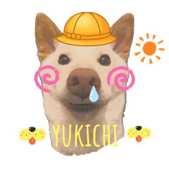 [LINEスタンプ] 白柴犬諭吉2022