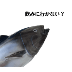 [LINEスタンプ] マグロで会話