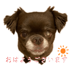 [LINEスタンプ] 元気が1番⭐︎毎日チワワのcocoくん