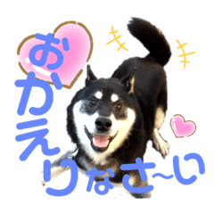 [LINEスタンプ] 表情豊かな黒柴リキたん.3