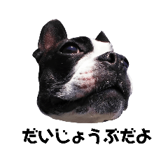 [LINEスタンプ] ぺちゃ犬日和