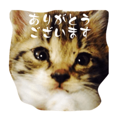 [LINEスタンプ] むくおスタンプPart2