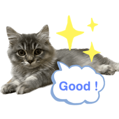 [LINEスタンプ] わが家の猫さまスタンプ