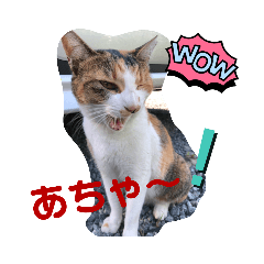 [LINEスタンプ] チビ、ふてご夫婦 、時々まる、めい