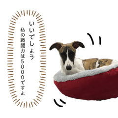 [LINEスタンプ] 愛しのウィ子 日常会話 入門編