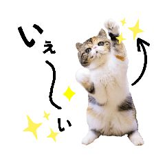 [LINEスタンプ] Blooming cats*