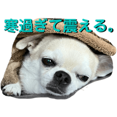 [LINEスタンプ] ちわ丸  スタンプ その3