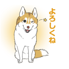 [LINEスタンプ] ハスキー スタンプ