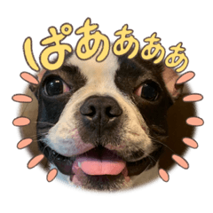 [LINEスタンプ] だだのぷりぷりライフ！