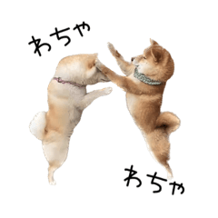 [LINEスタンプ] 愉快な豆柴たち1