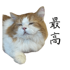 [LINEスタンプ] CATCAFEねこぐらしスタンプ♪