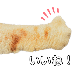 [LINEスタンプ] こてふみの日常2