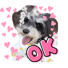 [LINEスタンプ] シュナかわいい②いつでも使えるだワン