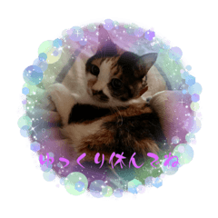 [LINEスタンプ] にゃんこの日常8