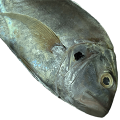 [LINEスタンプ] 食品シリーズ : 魚 (さかな / うお)
