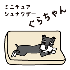 [LINEスタンプ] シュナウザー「ぐらちゃん」～いつも楽しく