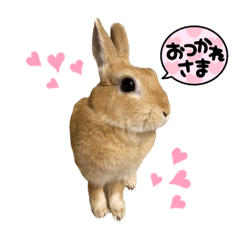 [LINEスタンプ] ウサギのきーさん