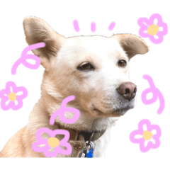 [LINEスタンプ] 癒し犬シロちゃんの写真スタンプ2