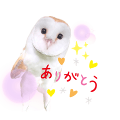 [LINEスタンプ] メンフクロウ卯月さん（日常）