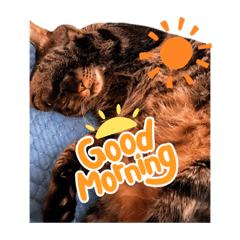[LINEスタンプ] うちのcat’s1