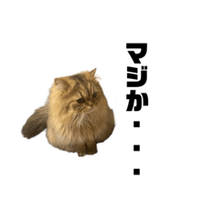 [LINEスタンプ] うちの猫たち。⑤