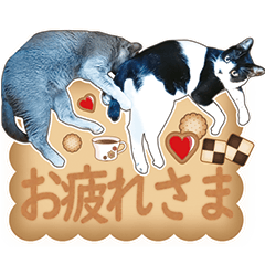 [LINEスタンプ] すずちゃんちのきんちゃん