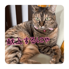 [LINEスタンプ] エムオースタンプ