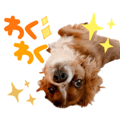 [LINEスタンプ] キャバリアのほく 〜子犬の感情編〜