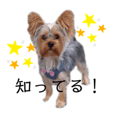 [LINEスタンプ] りんスタンプ第1弾