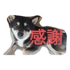 [LINEスタンプ] 柴犬こじあさ