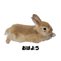 [LINEスタンプ] 我が家のもふもふうさぎ