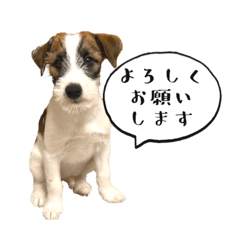 [LINEスタンプ] エブリデイ・アンディ