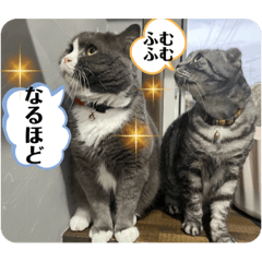 [LINEスタンプ] 犬猫三昧①③
