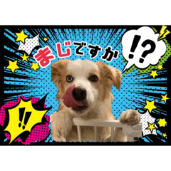 [LINEスタンプ] ボーダーコリー『リリィ家』