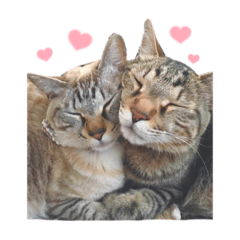 [LINEスタンプ] ハムた♡